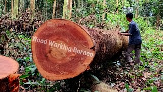 Kayu Meranti merah panjang menjulang part2 di hutan rimba kalimantan