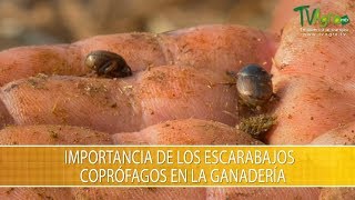 Escarabajos Coprofagos en la Ganaderia  TvAgro por Juan Gonzalo Angel Restrepo