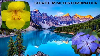 Cerato  Mimulus Combination  1  Cm Combination  thebrainliest