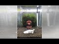 般若のお面、水草でアフロヘアにしてみました　強烈すぎる水槽を完成させた猛者現る