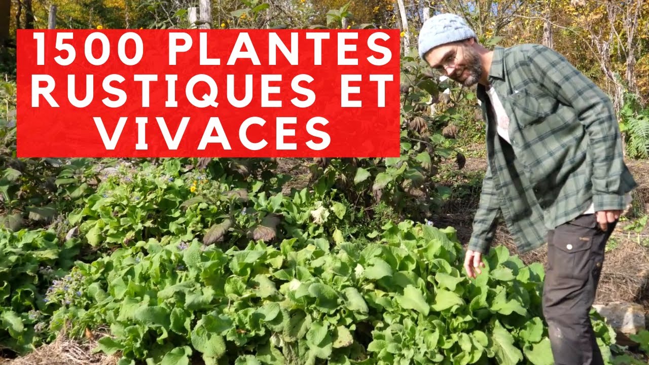1500 variétés de PLANTES VIVACES ET RUSTIQUES dans ce JARDIN unique