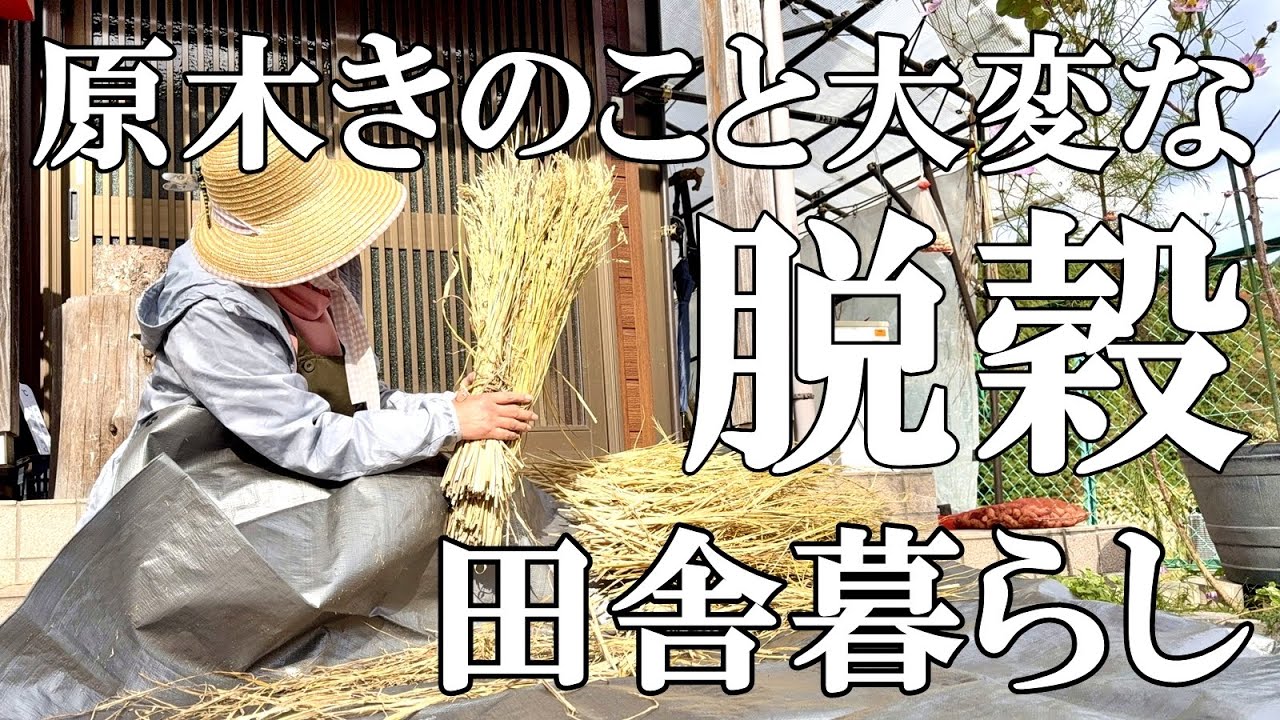 【原木きのこ】原木シイタケとナメコ収穫  初めての千歯扱き脱穀  里山の紅葉 かわいい猫  自然豊かな山奥暮らしの日々｜村暮らし｜移住｜料理【標高800mの田舎暮らし】