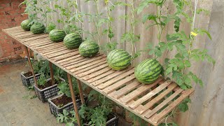 I wish I knew this method of growing watermelons sooner - It's easy and works great