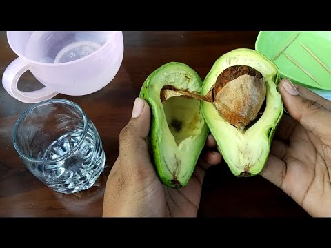 Video: Cara Menanam Avacado Dari Biji