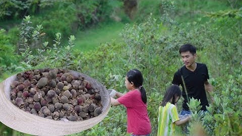 Hái sim rừng về ngâm rượu _ Tuổi thơ đẹp _ beautiful childhood