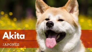 Akita - Todo lo que Debes Saber sobre esta Raza - YouTube