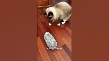 Чего больше всего боятся коты