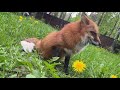 Ли Сяо / Alice the Fox Лиса Алиса (Грустная песня лисы о морковной диете)