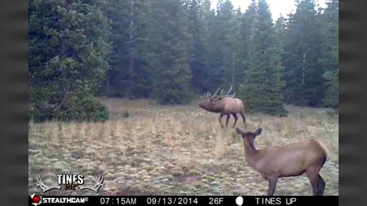 TINES UP TUESDAY  Episode 45 Trail Cam Rut Bulls