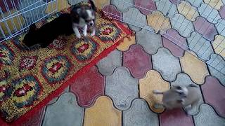 VID 20170517 183653