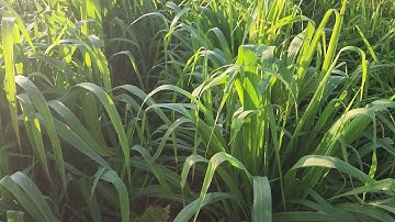 Loại giống cỏ nào CHO CÁ TRẮM ĂN mà tốt hơn Cỏ Voi?