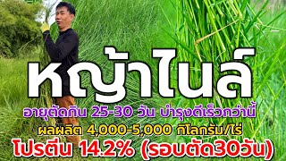 หญ้าไนล์ โตไวของแท้ รอบตัดเร็วมาก ยิ่งตัดยิ่งแตกยิ่งหนา | พาไปชมหญ้าอายุ1เดือนกับ2เดือนที่แปลงหญ้า