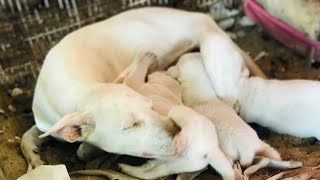 Heartbreaking | Caring for a mother dog and her three babies | Part two by StreetDogsCH 2,193 views 2 months ago 8 minutes, 4 seconds