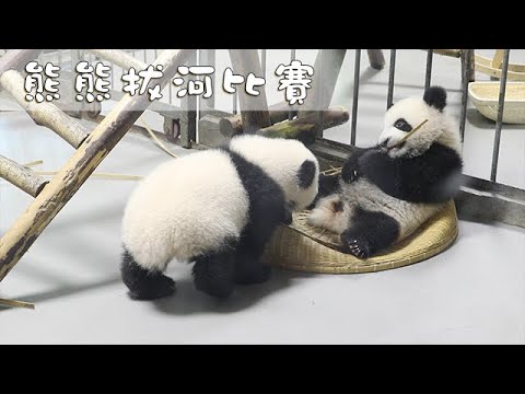 《熊貓早晚安》熊熊拔河比賽 | iPanda熊貓頻道