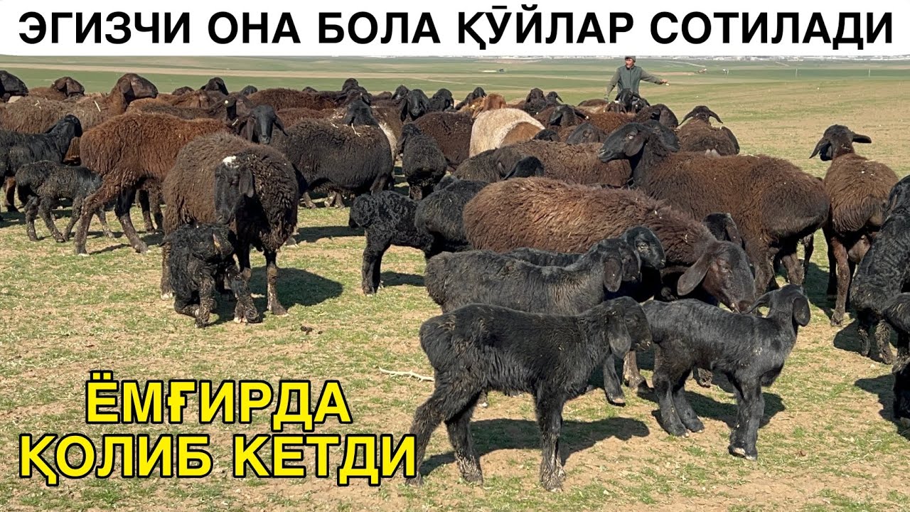 ЁМҒИРДА ҚУӮЗИЛАР ҚОЛДИ. ☎️+998943320698  ☎️+998 97 221 00 96