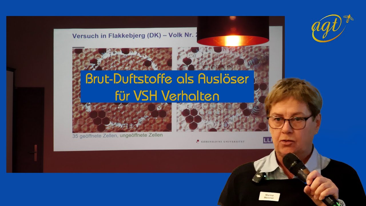 Brut-Duftstoffe als Auslöser für VSH Verhalten - Dr. Marina Meixner I Varroaresistenz 2033