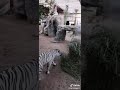 متل الغربى الحزينى