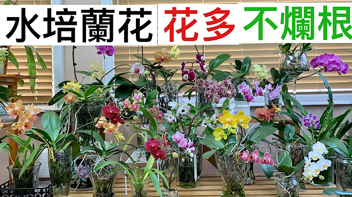 兰花（54）（国语）水培蝴蝶兰少花烂根吗？如何改善？七年成功经验分享 - 天天要闻