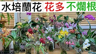 蘭花（54）（國語）Sharing my 7 years experience of water culture Phalaenopsis 水培蝴蝶蘭少花爛根嗎？如何改善？七年成功經驗分享