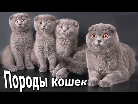 Кошки, Породы фото, Названия пород