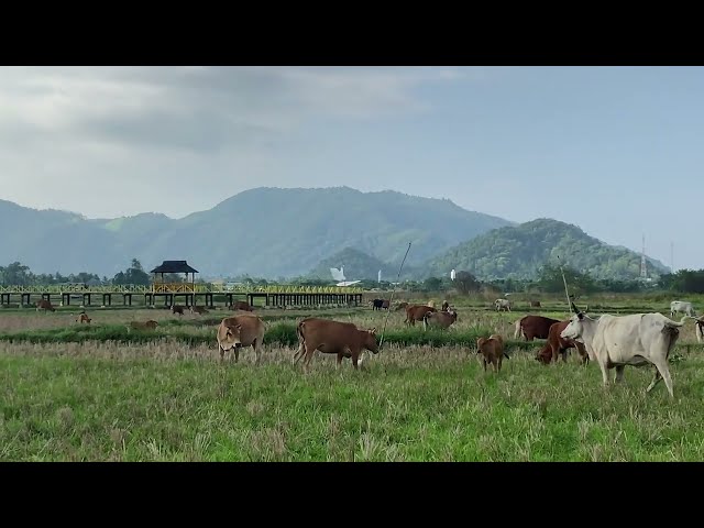 Sapi-Sapi Berkumpul Sejenak di Sawah Sebelum Pulang ke Kandang class=