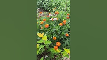 Thumbnail of #Mountain scenery #Meet you among them #Lim Young-woong #Flowers that bloom until frost ♡Marigold♡