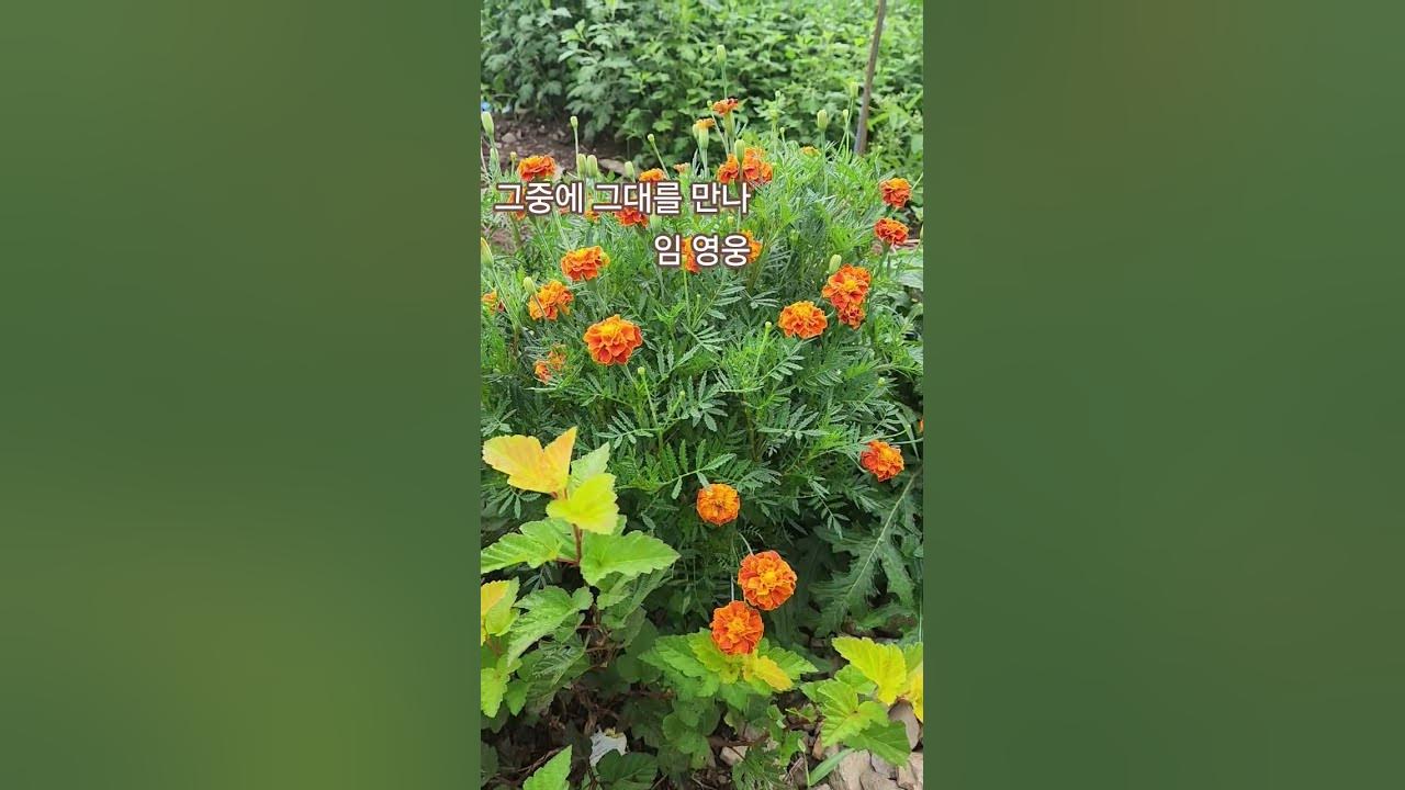 #산골풍경#그중에그대를만나#임영웅# 서리 내릴때 까지 피는 꽃 ♡메리골드♡