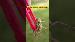 Did you know that grasshoppers have 5 eyes? And that their ears are on there abdomen? #grasshoppers