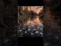 Beyond Immersion | Silent Museum – Monet