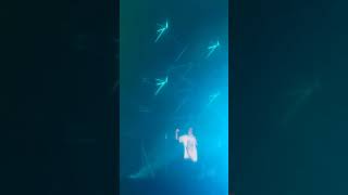 20230708本色音樂季(水某音樂季)—MC HotDog熱狗 白老鼠
