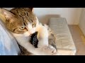 このチュパチュパ音の正体は...！？ 本日もむにふわなニャンズ😽