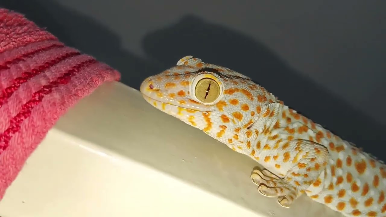 Catch and Play Scary Giant Gecko, I'm not afraid | Gecko | Insect | Animals 