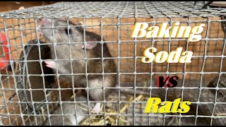 Baking Soda vs Rats  Part 2  6 Month UPDATE!