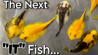 ⚠️ Warning ⚠️ This STREAM May Contain Non-Aquaria Content: 😆 & BOY DID IT! From BurnOut to Sobriety📱