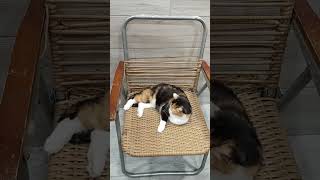 Восстановление кресла на алюминиевом каркасе. Ротанг полумесяц 8 мм