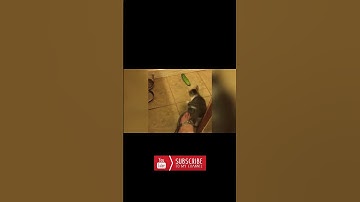 Cats VS Cucumber  #2 | Funny Cat Compilation | Can Make you Laugh