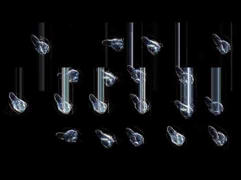 Attraktta - MIDL