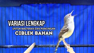 CIBLEK GACOR NGEBREN variasi melimpah buat Pancingan Ciblek Semi bahan jadikan ciblek kristal gacor