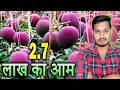 Most Expensive Mango In the World (270000) rs per kg 😲Chandan Vlogss || Mango Festival Raipur 2024 |