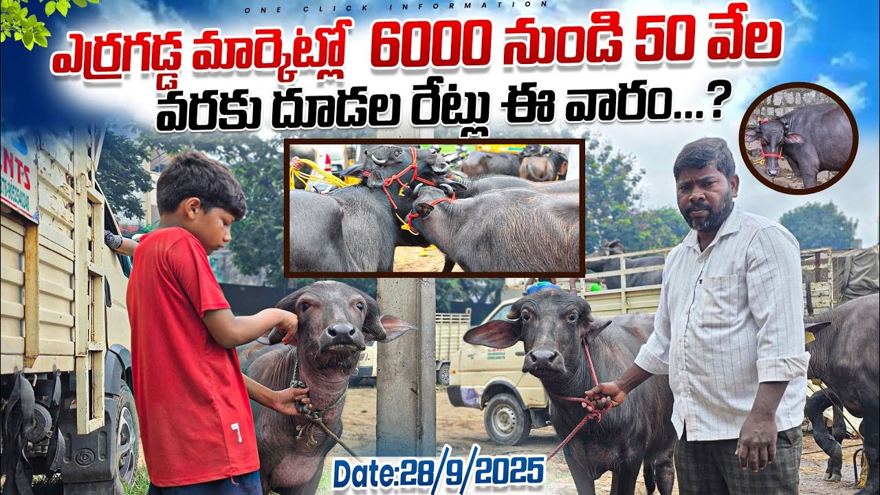 Erragadda buffalo market latest video// ఎర్రగడ్డ మార్కెట్లో దూడల ధరలు....?