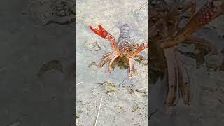 Big River Crayfish - Grosse Ecrevisse EP.10