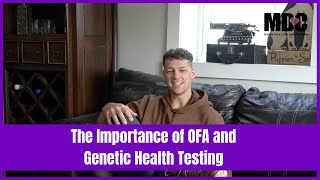 Bernese Mountain Dog OFA and Genetic Testing