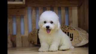 Chó Bichon trắng, giới tính cái | Chomeocanh.com by MeowGo Pets Farm | Chomeocanh 93 views 5 months ago 33 seconds