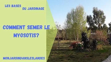 Quand planter des myosotis ?