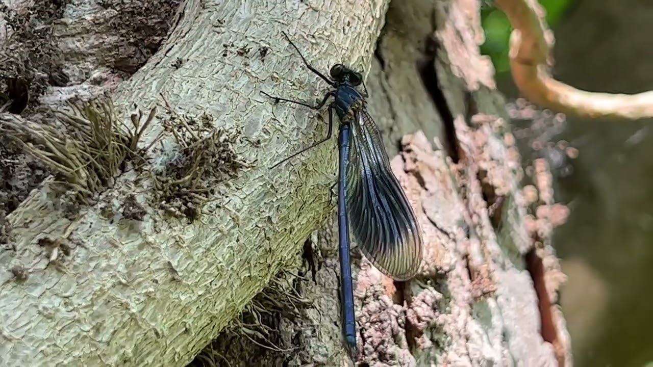 Crane Valley Video Diary 2023