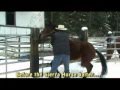Sierra Horse Halter Ad 1