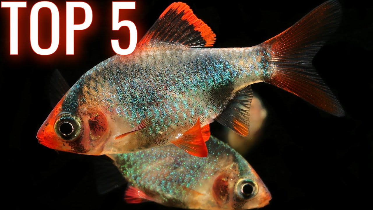 Download Top 5 Barb Fish for your Aquarium
