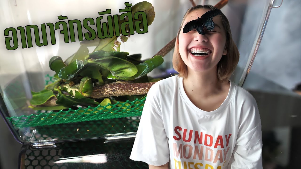 เลี้ยงหนอนจนเป็นผีเสื้อ //KainaoA