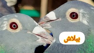حمام زاجل ذو جودة عالية: للمسابقات والتربية 👌💪