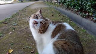 尻尾をブンブン振り過ぎな野良猫